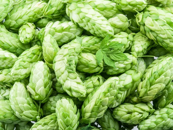 Grüne Hopfenzapfen - Zutat in der Bierproduktion. — Stockfoto
