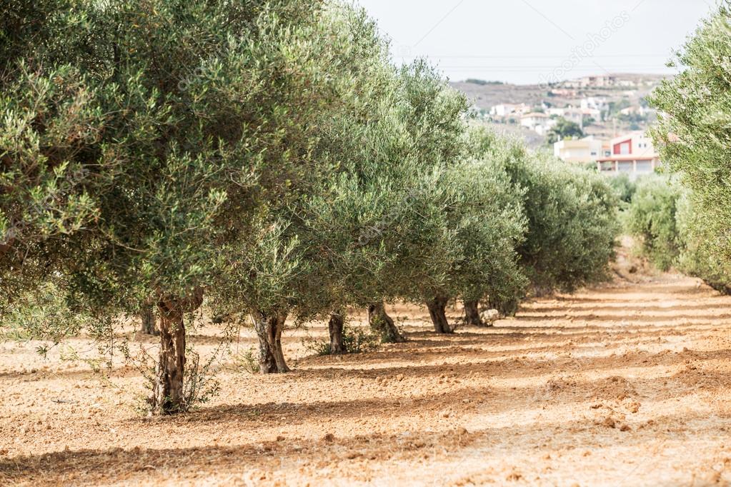 depositphotos_116930976-stock-photo-oliv