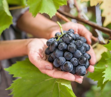 Elinde mor üzüm.