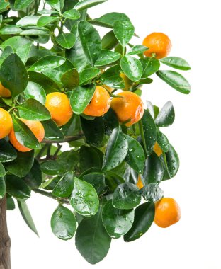Ağaç üzerinde olgunlaşmış mandalina meyve. 