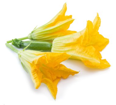 Kabak çiçekleri beyaz bir arka plan üzerinde.