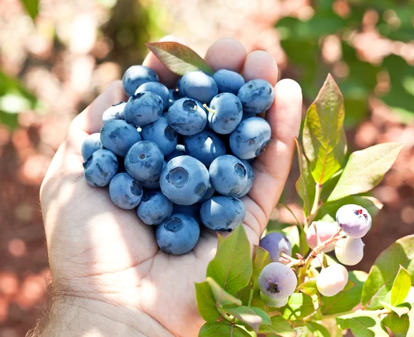 Blueberries in the man's hands. — Stock Photo, Image