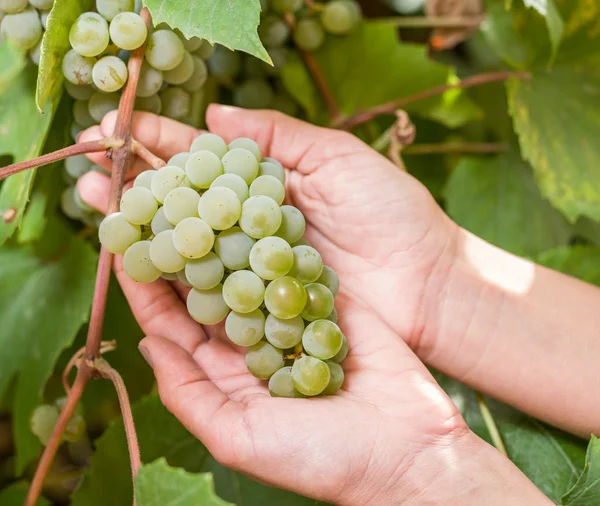 Witte druiven op de wijnstok. — Stockfoto