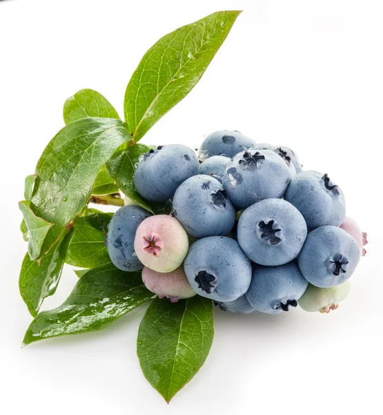 Reife Blaubeeren auf weißem Hintergrund. — Stockfoto