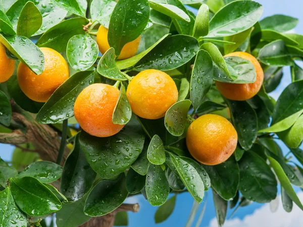 Reife Mandarinenfrüchte auf dem Baum. — Stockfoto