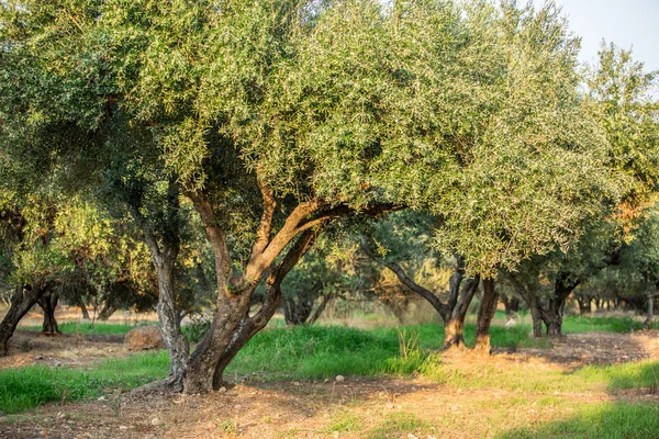 Olijfbomen tuin. — Stockfoto