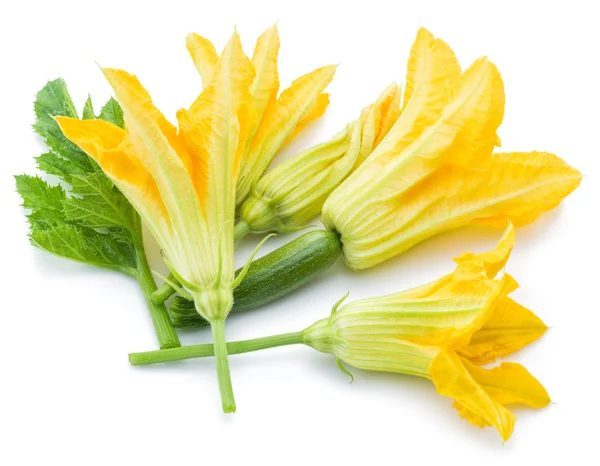 Zucchini flowers on a white background. — Stock Photo, Image