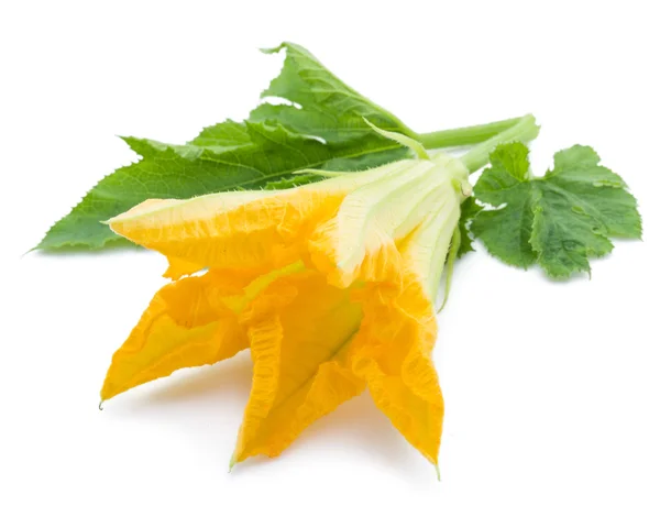 Zucchini flower op een witte achtergrond. — Stockfoto