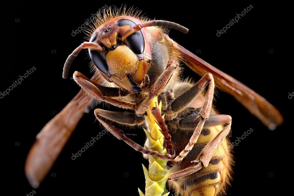 хорнет браузер скачать Скачать браузер hornet.