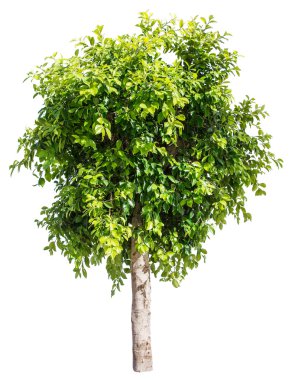  Ficus ağaç. Dosyada, kırpma yolları.