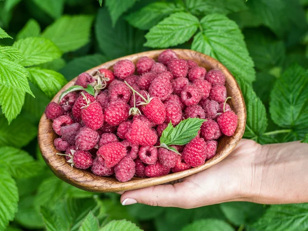 Raspberries in the wooden bowl. — Stock Photo, Image