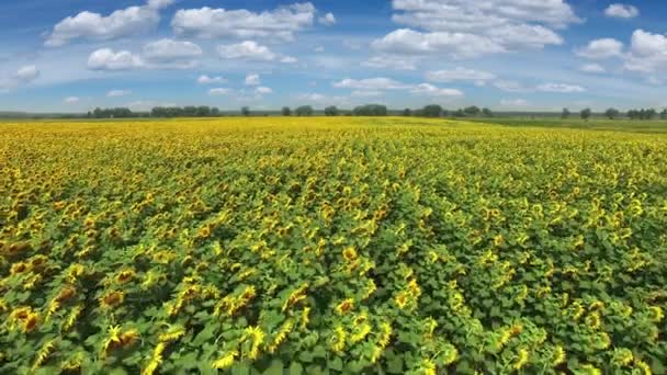 Luchtfoto van het bloeiende zonnebloemen veld op de middag. — Stockvideo