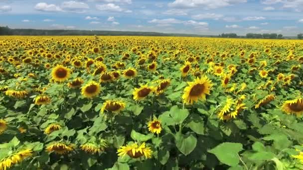 Luchtfoto van het bloeiende zonnebloemen veld op de middag. — Stockvideo
