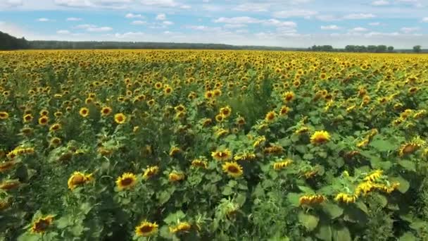 Aerial view of the flowering sunflowers field at noon. — Stock Video