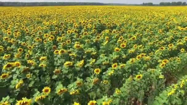 Letecký pohled na kvetoucí pole slunečnic v poledne. — Stock video