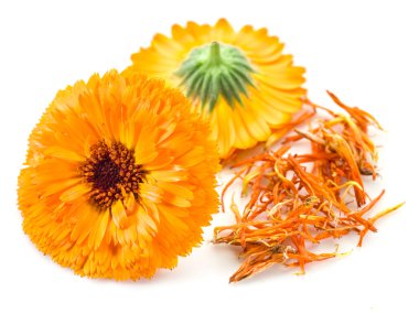 beyaz zemin üzerine Calendula çiçekler.