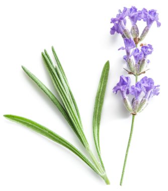Beyaz backgro izole lavandula veya lavanta çiçek demet