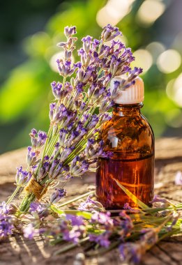 Bunch of lavandula or lavender flowers and oil bottle are on the clipart