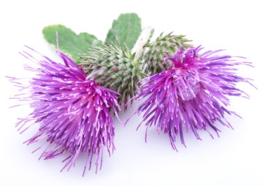 Beyaz arka plan üzerinde izole süt thistle (Silybum) çiçekler.