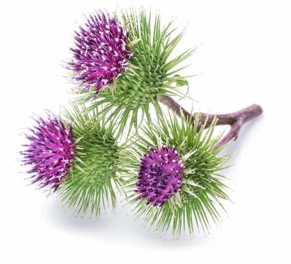 Prickly heads of burdock flowers on a white background. — Stock Photo, Image