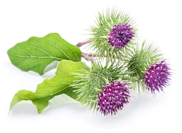 Cabeças espinhosas de flores de bardana em um fundo branco . — Fotografia de Stock