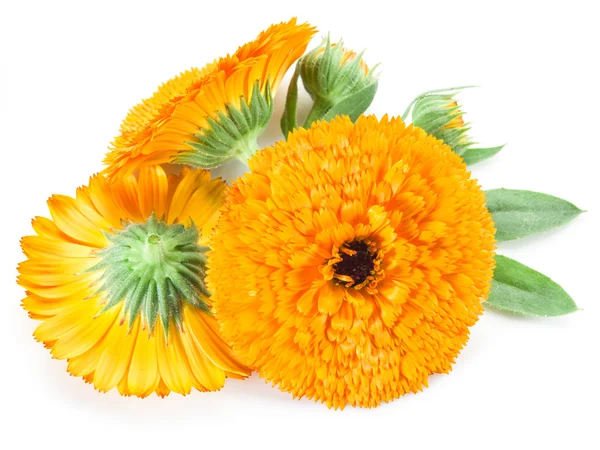 Calendula fiori isolati su sfondo bianco. — Foto Stock