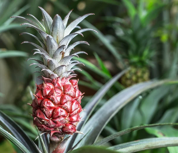 Ananas plant. Macro schot. — Stockfoto