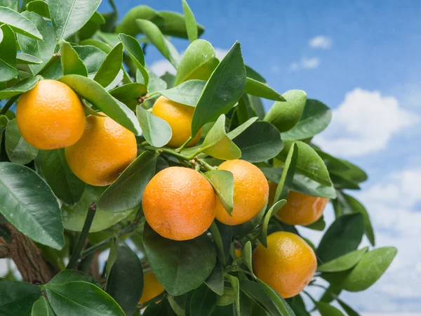 Mandarinkový ovoce na stromě. — Stock fotografie