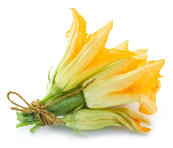 Fiori di zucchine su sfondo bianco . — Foto Stock