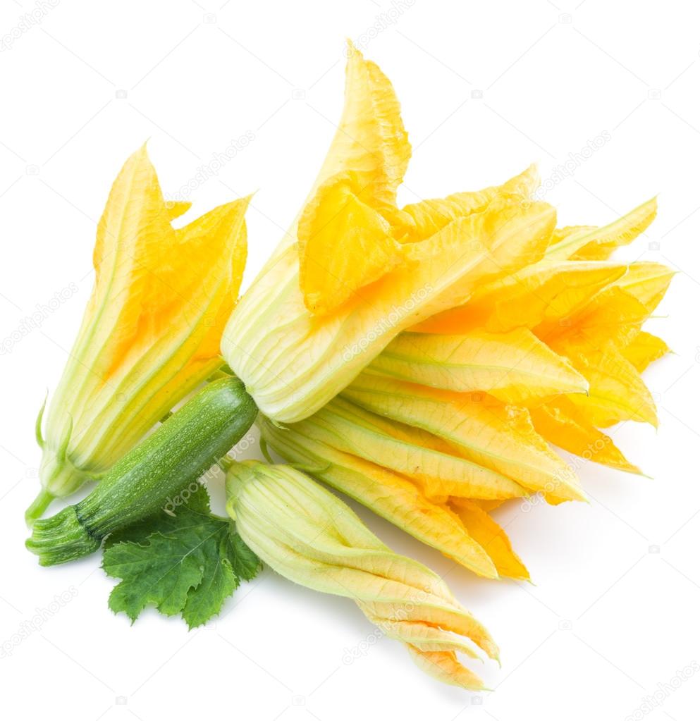 すべての美しい花の画像 エレガントズッキーニ 花 すべての美しい花の画像 エレガントズッキーニ 花