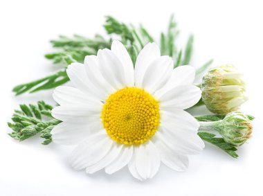 Chamomile or camomile flowers. clipart