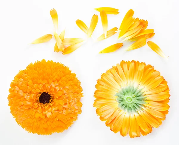 Calêndula ou calêndula flores e pétalas no fundo branco — Fotografia de Stock