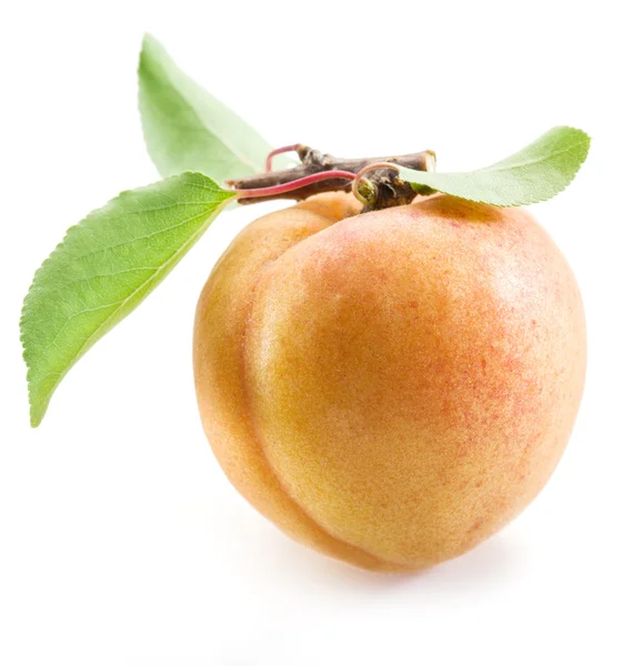 Aprikossoppa frukt med blad på den vita bakgrunden. — Stockfoto