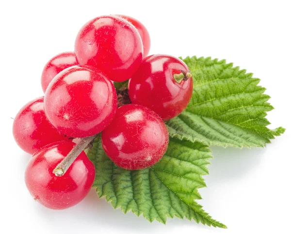 Nanking or felted cherry ftuits with leaves isolated on a white — Stock Photo, Image