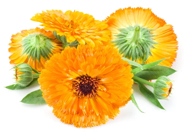 Calendula flowers on the white background. — Stock Photo, Image