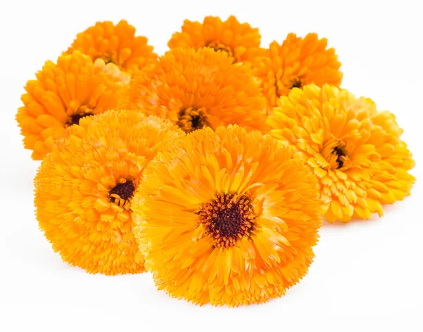 Calendula flowers on the white background. — Stock Photo, Image