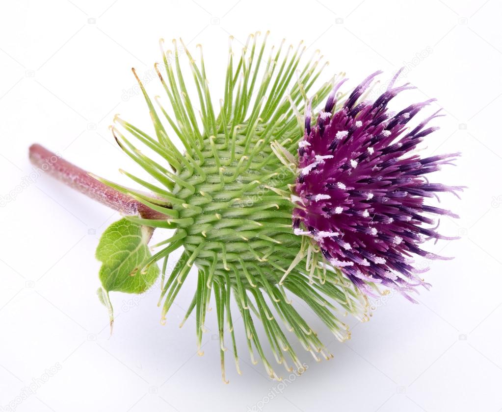 Prickly head of burdock flower on a white background.