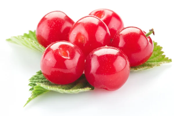 Ftuitas de cereja de Nanquim ou feltradas com folhas isoladas sobre um branco — Fotografia de Stock