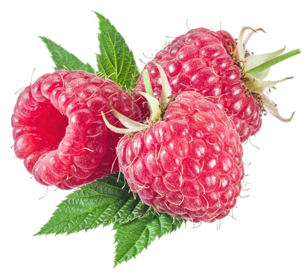 Drei Himbeeren mit Blättern auf weißem Hintergrund. — Stockfoto