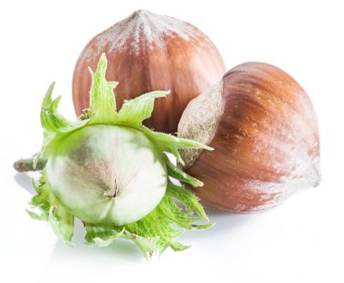 Genç fındık ve beyaz arka plan üzerinde olgunlaşmış kahverengi fındık