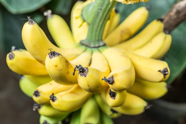 Manojo maduro de plátanos en la palma . — Foto de Stock