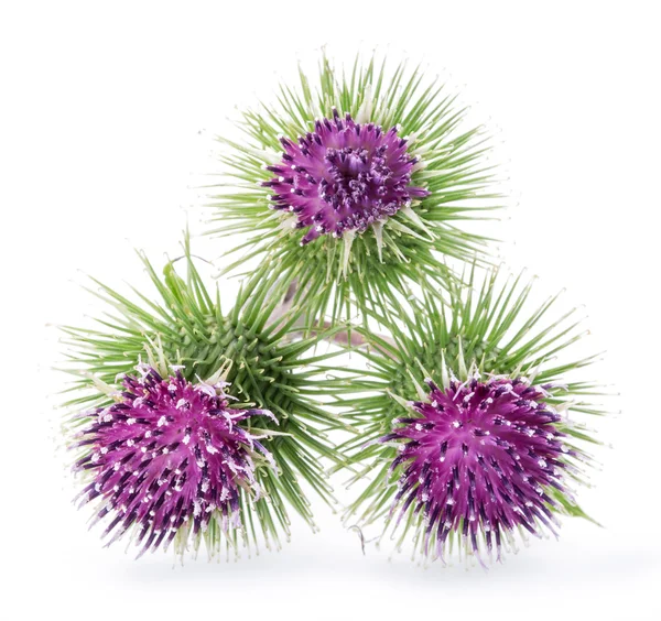 Prickly heads of burdock flowers on a white background. — Stock Photo, Image