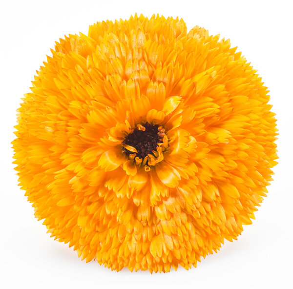 Календула цветы изолированы на белом фоне.