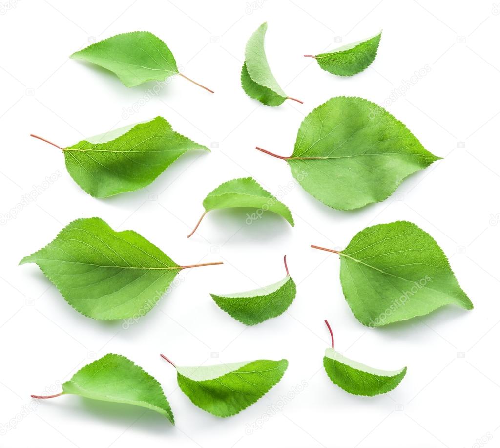 Apricot leaves on the white background.
