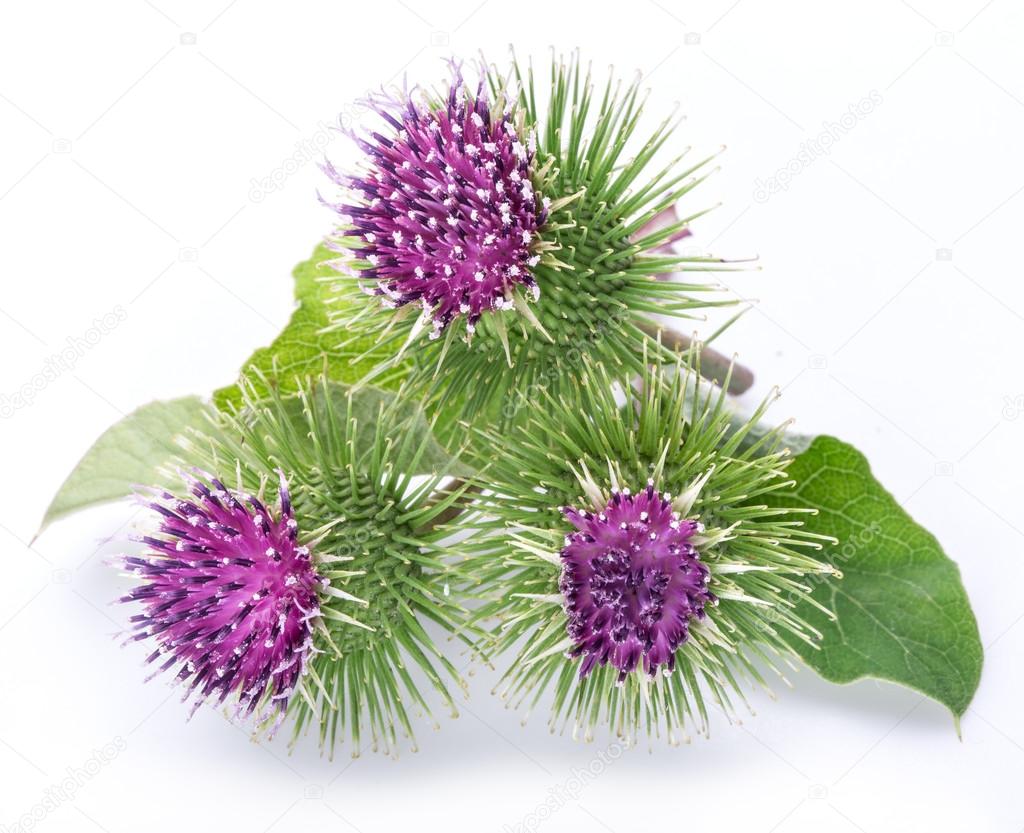 Prickly heads of burdock flowers on a white background.