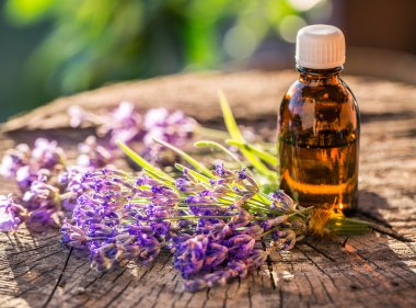 Grup lavandula veya lavanta çiçekleri ve petrol şişe are üstünde