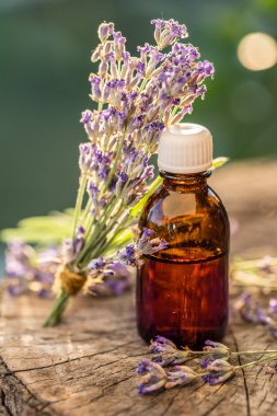 Grup lavandula veya lavanta çiçekleri ve petrol şişe are üstünde