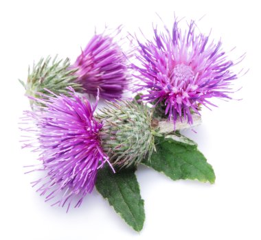 Beyaz arka plan üzerinde izole süt thistle (Silybum) çiçekler.