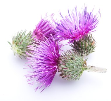 Beyaz arka plan üzerinde izole süt thistle (Silybum) çiçekler.