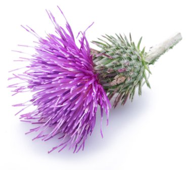 Beyaz arka plan üzerinde izole süt thistle (Silybum) çiçek.
